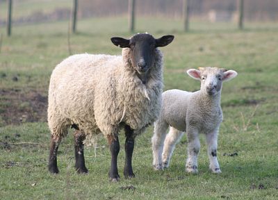 овца - случайные обои для рабочего стола