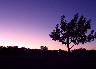 вечер, небеса, одинокое дерево - оригинальные обои рабочего стола