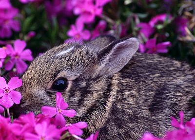 кролики, цветы, животные, розовые цветы - обои на рабочий стол