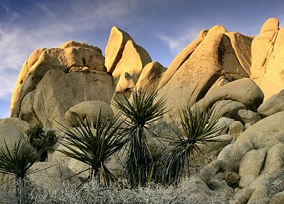 скалы, Калифорния, Национальный парк, Дерево Джошуа Национальный Парк - похожие обои для рабочего стола