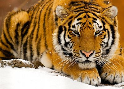 снег, животные, тигры, Сибирский тигр - оригинальные обои рабочего стола