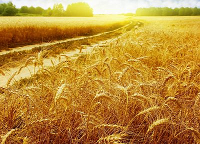 природа, Солнце, поля, пшеница - обои на рабочий стол