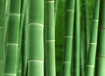 бамбук, растения - обои на рабочий стол