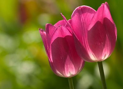 тюльпаны, розовые цветы - обои на рабочий стол