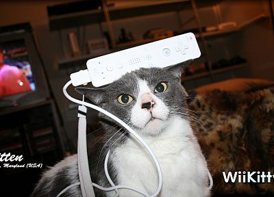 кошки, смешное, Nintendo Wii, домашние питомцы - случайные обои для рабочего стола