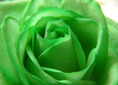 зеленый, цветы, розы - обои на рабочий стол