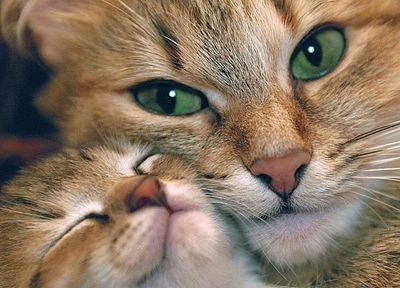 кошки, животные, котята - случайные обои для рабочего стола