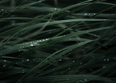 зеленый, крупный план, трава, капли дождя - случайные обои для рабочего стола