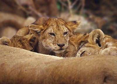 животные, львы, ребенок животных - случайные обои для рабочего стола