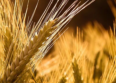 природа, пшеница - обои на рабочий стол