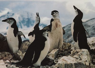 природа, пингвины, Антарктические пингвины - оригинальные обои рабочего стола