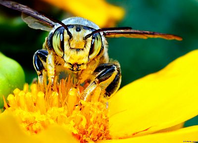 желтый цвет, пчелы - копия обоев рабочего стола