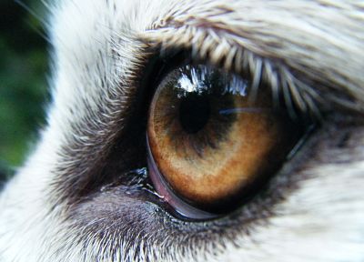 глаза, волки - случайные обои для рабочего стола