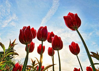 тюльпаны, HDR фотографии - случайные обои для рабочего стола
