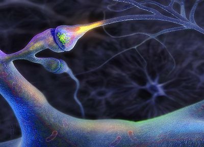 мозг, нейроны, нервы - обои на рабочий стол