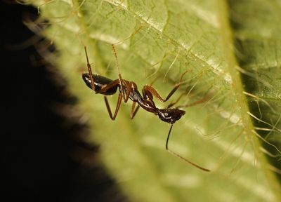 зеленый, муравей - случайные обои для рабочего стола