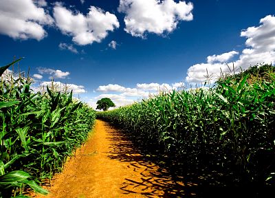 облака, природа, поля, кукуруза, хозяйства - оригинальные обои рабочего стола