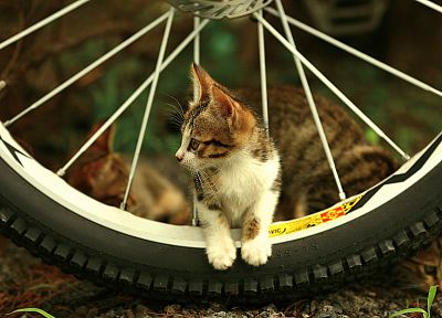 кошки, велосипеды, котята - обои на рабочий стол