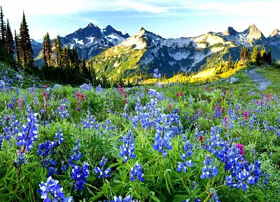 горы, пейзажи, природа, синие цветы, полевые цветы - оригинальные обои рабочего стола