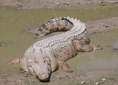 животные, крокодилы, рептилии - обои на рабочий стол