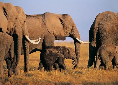 животные, слоны, слоненок, ребенок животных - копия обоев рабочего стола