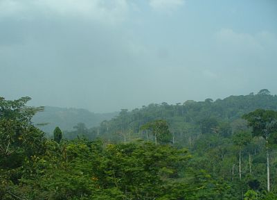 тропический лес - оригинальные обои рабочего стола
