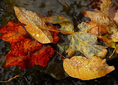 осень, листья, пруды, реки - оригинальные обои рабочего стола