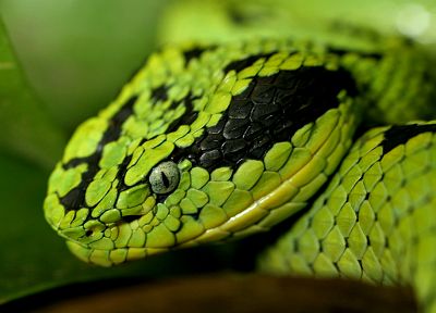 зеленый, природа, змеи, рептилии - обои на рабочий стол