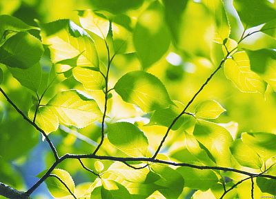 зеленый, природа, листья, глубина резкости - похожие обои для рабочего стола