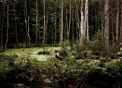 природа, леса - оригинальные обои рабочего стола