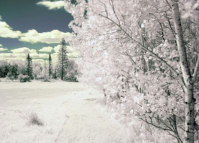 зима, снег, деревья, замороженный - копия обоев рабочего стола