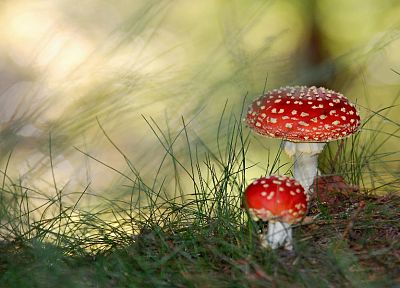 грибы, Мухомор грибы, Мухомор красный - похожие обои для рабочего стола