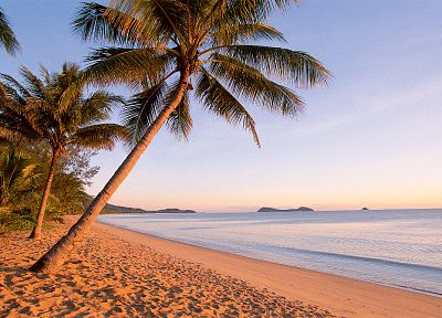 песок, пальмовые деревья, пляжи - случайные обои для рабочего стола