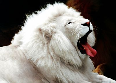 животные, львы, белые львы, Лейкизм - копия обоев рабочего стола