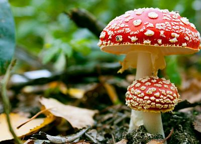 грибы, грибок, Мухомор грибы - обои на рабочий стол