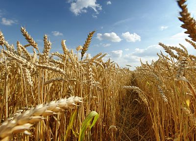 природа, поля, пшеница, зерна - оригинальные обои рабочего стола