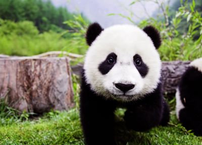 животные, трава, панд - похожие обои для рабочего стола