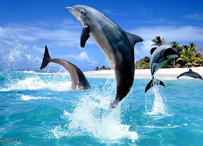 дельфины, море - случайные обои для рабочего стола