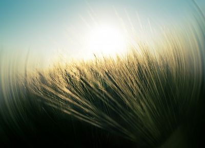природа, пшеница - случайные обои для рабочего стола