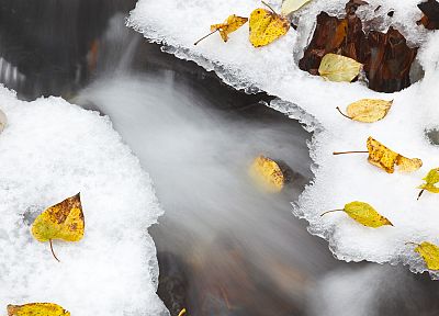 природа, снег, листья, национальный, живописный, Орегон, опавшие листья - оригинальные обои рабочего стола