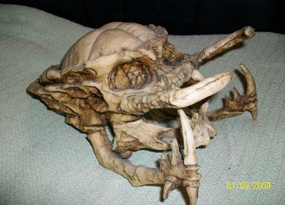 черепа, хищник - копия обоев рабочего стола