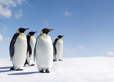 лед, снег, пингвины - случайные обои для рабочего стола