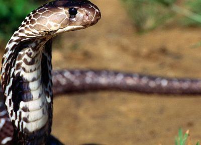 кобра, змеи - случайные обои для рабочего стола
