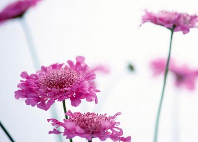 природа, цветы - случайные обои для рабочего стола