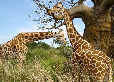 животные, жирафы - копия обоев рабочего стола