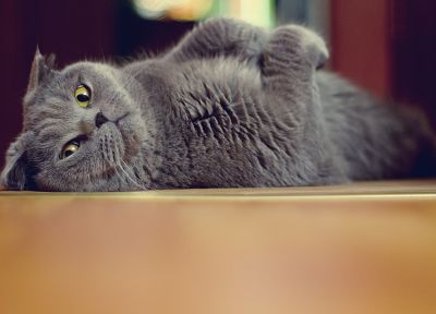 кошки, животные - копия обоев рабочего стола