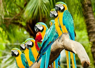 птицы, животные, попугаи, Синий и желтый ара - похожие обои для рабочего стола