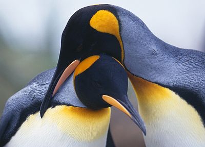 птицы, пингвины - оригинальные обои рабочего стола