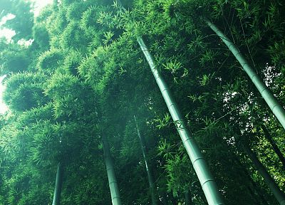 природа, леса, бамбук, леса - обои на рабочий стол