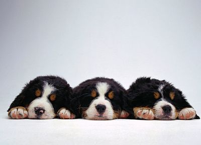 животные, собаки, щенки, клык - похожие обои для рабочего стола